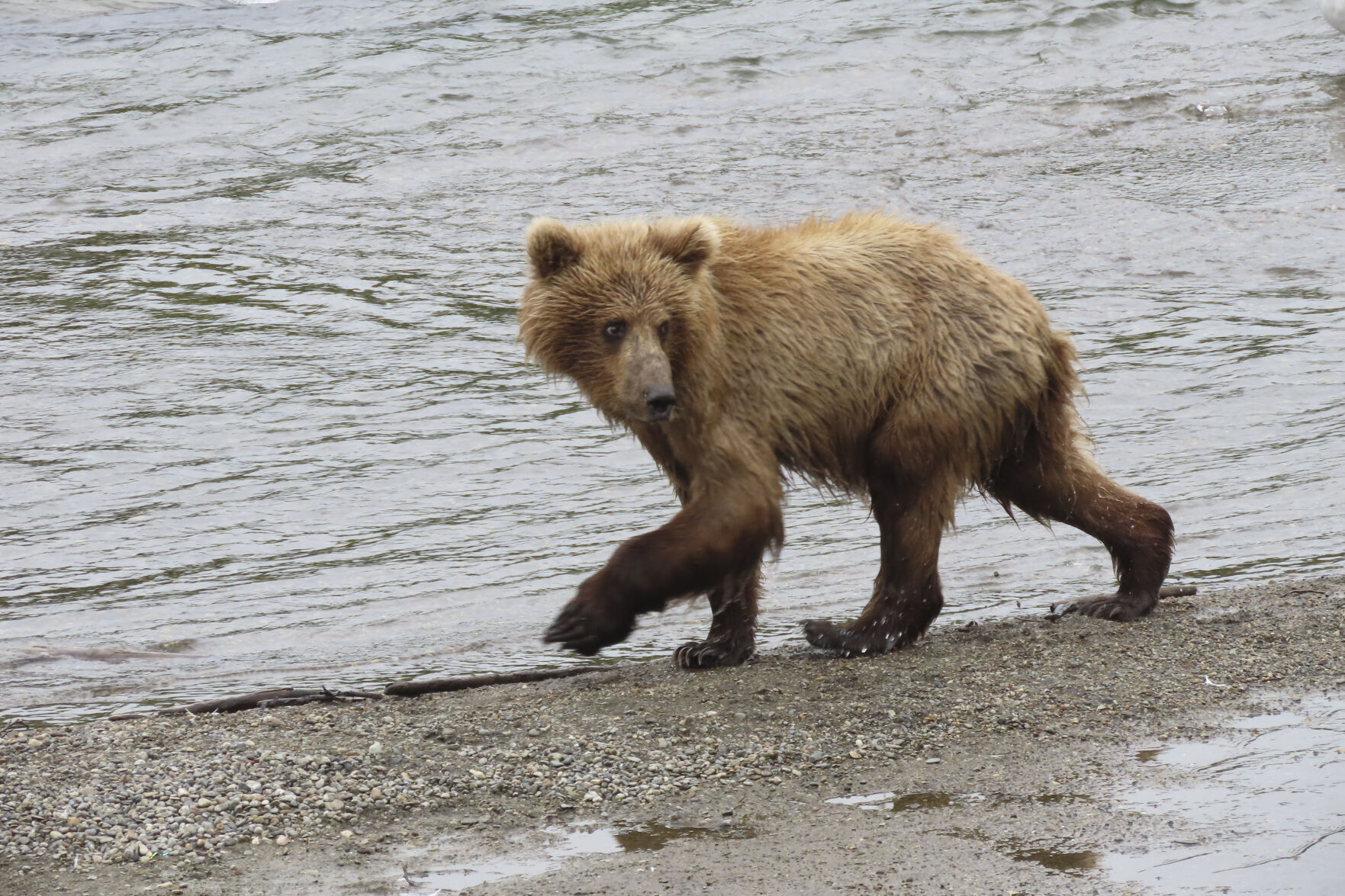 Fat Bear Week